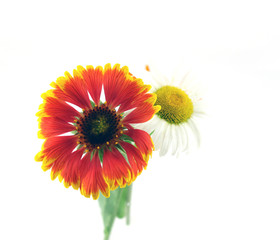 Scarlet flower with camomile. Shallow DOF.