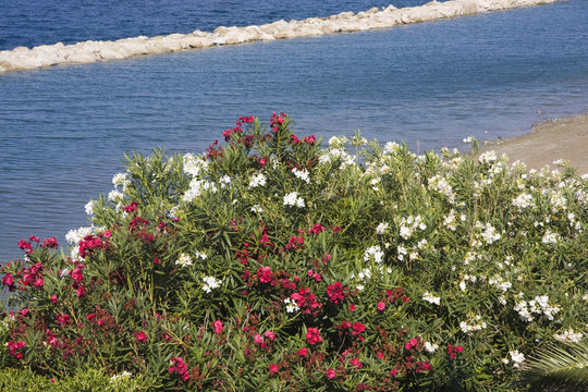 Oleandro sul mar mediterraneo