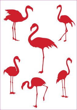 Фламинго 6 / Flamingo 6
