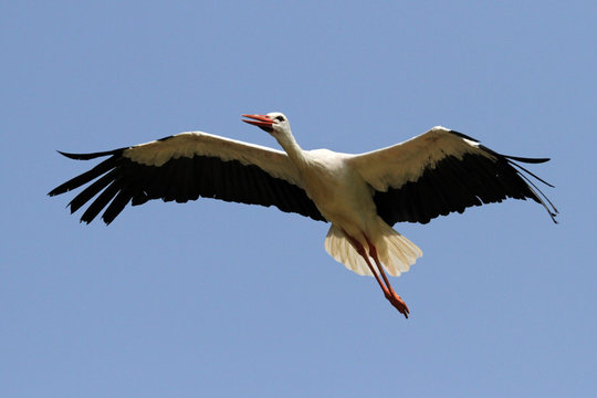 Storch