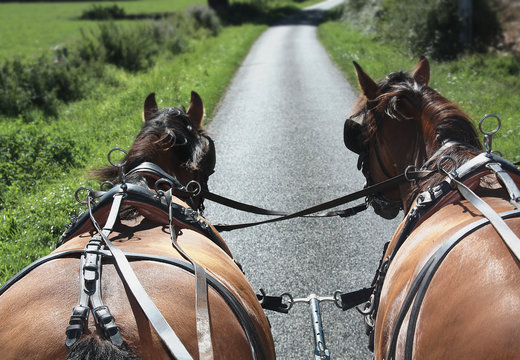 Attelage de cal&egrave;che sur la route