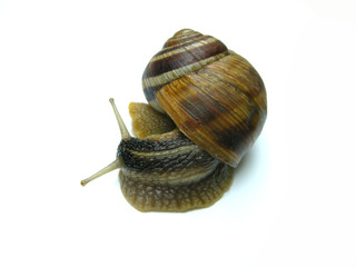 Weinbergschnecke vor weißem Hintergrund