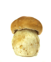 Fototapeta premium Cep isolated on white background