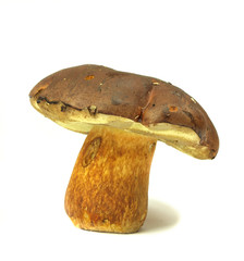 Cep isolated on white background