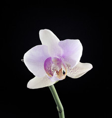 Flower of a pink orchid on a black