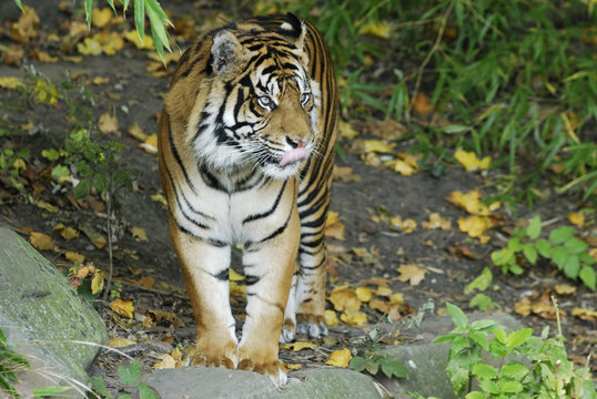 Sumatra-Tiger (Panthera tigris sumatrae)