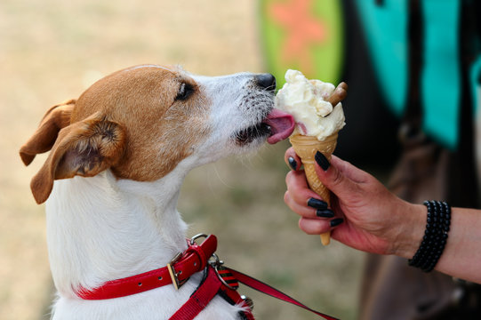 Parson Jack Russell Terrier enjoying an ice cream for dogs