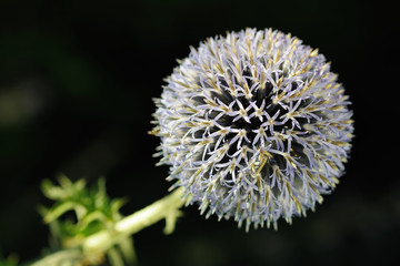 Great Globe Thistle (Echinops sphaerocephalus)