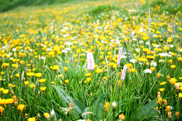 Prairie fleurie