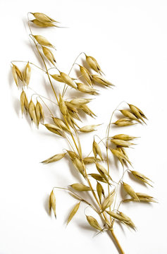 Oat2