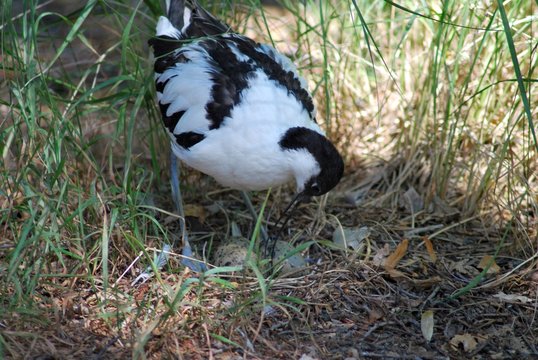Kibitz beim Br&uuml;ten