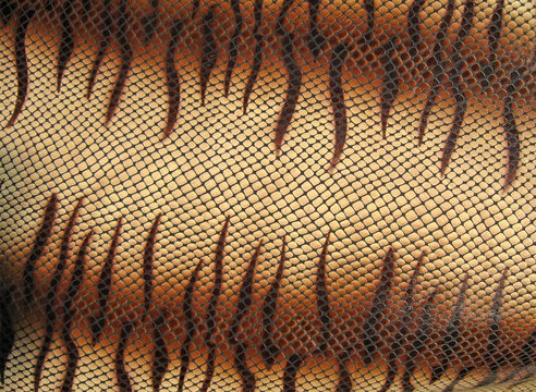 closeup snakeskin texture, brown leather skin concept