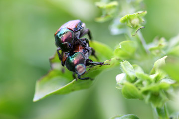 Two Dogbane beetles
