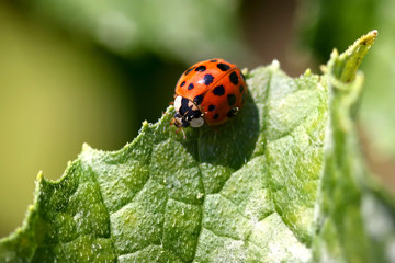 close up shot of Lady bug