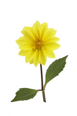 Fototapeta premium Yellow flower