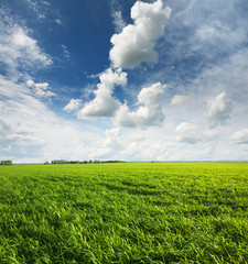 beautiful summer landscape and  sky