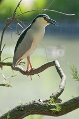 Oiseau le Bihoreau gris