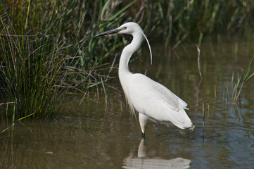 Aigrette