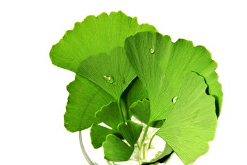 Ginkgoblätter