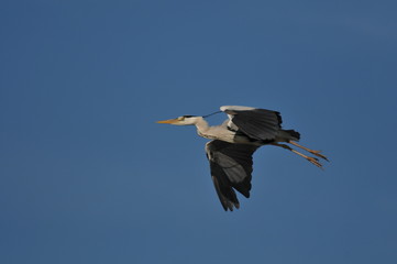 Héron en vol