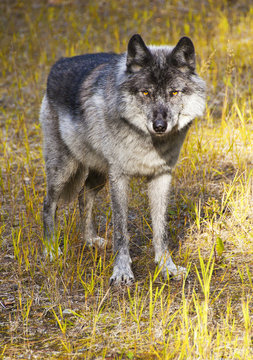 Wild Wolf In Banff National Park, Alberta, Canada