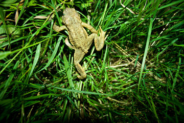 grenouille