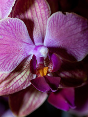 orchidea