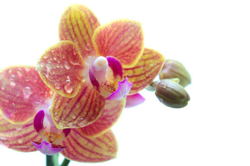 Fototapeta na wymiar Orchidée avec gouttes d'eau