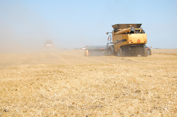 Wheat harvesting