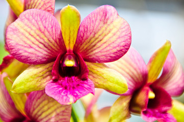 Orchids in tropical garden