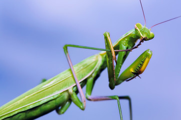 Green mantis washing itself on blue sky background