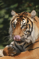 Sumatran Tiger