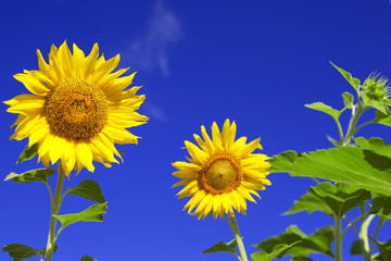 Sunflowers on background sky