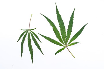 Cannabis leafs