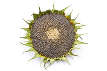 Fresh sunflower