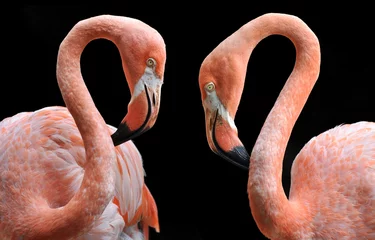 Deurstickers Two flamingo lovers © David Carillet