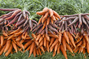 Organically Grown Carrots 2
