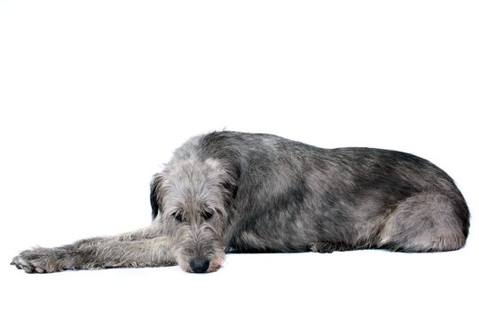 Liegender Irish Wolfhound