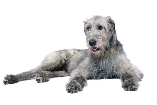 Liegender Irish Wolfhound