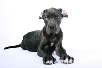 Obraz premium Liegende Deutsche Dogge