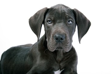 Portrait Deutsche Dogge Welpe