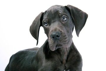 Portrait Deutsche Dogge Welpe