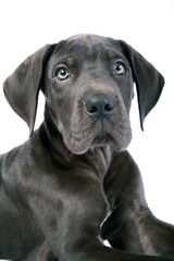 Portrait Deutsche Dogge Welpe