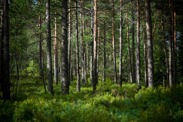 Fototapeta na wymiar summer in the pinetree forest