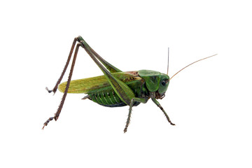 Locust