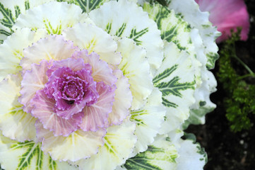 Purple ornamental cabbage