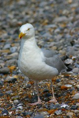 Obraz premium goéland