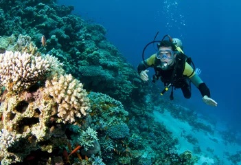 Fotobehang scuba diver looking at coral © JonMilnes