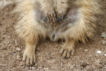Erdmännchen-Detailaufnahme