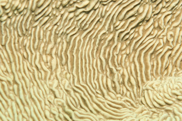 coral texture